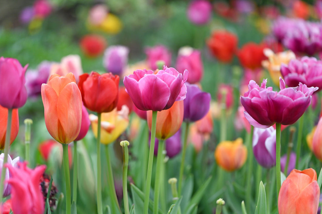 The vital role enzymes play in detoxification*